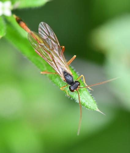 Erigorgus procerus